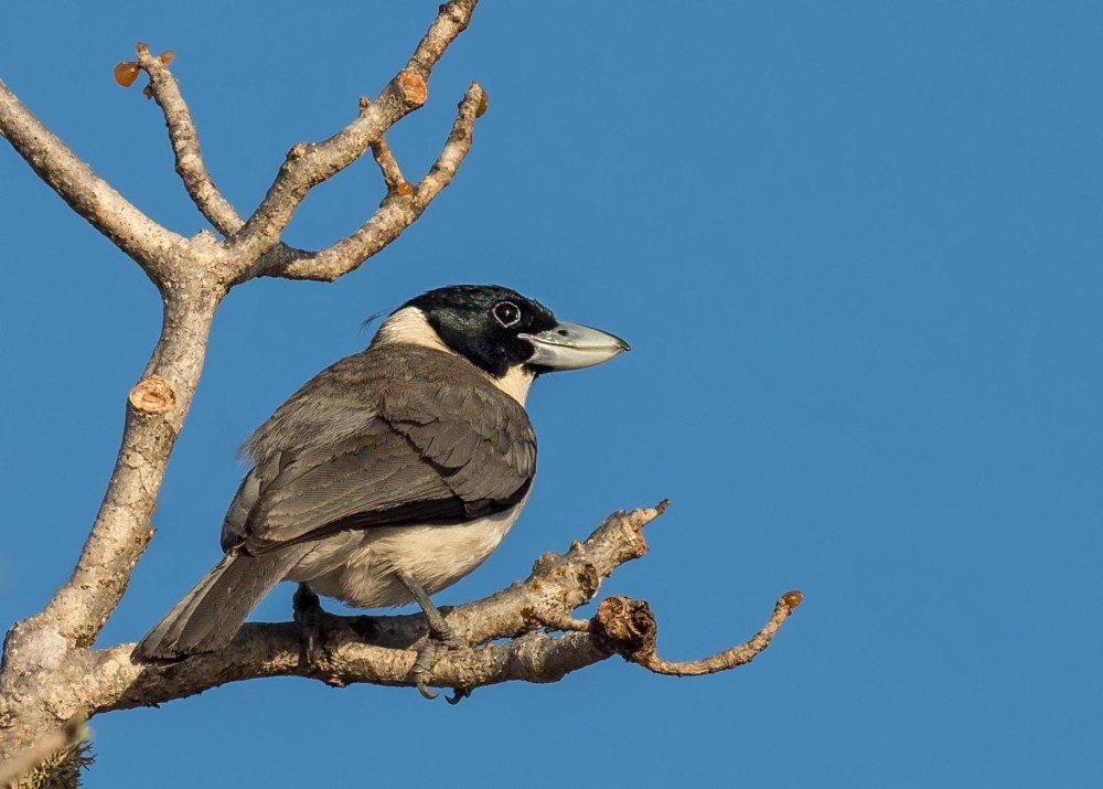 Xenopirostris xenopirostris)
