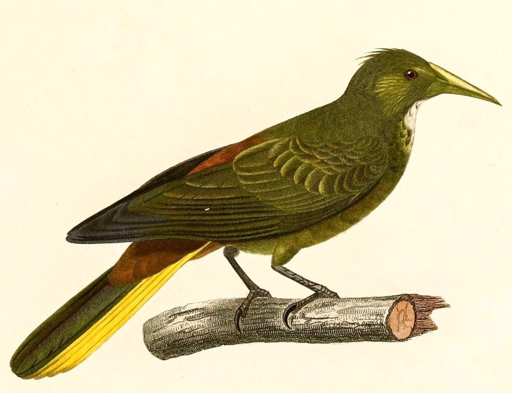 Psarocolius Cassini