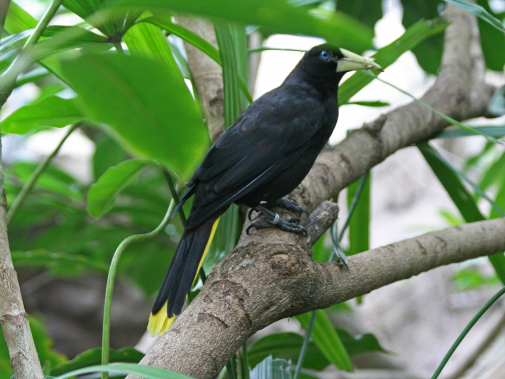Crested Oropendola