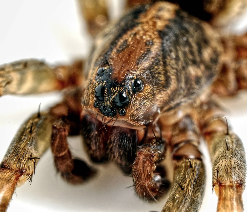 Trochosa Terricola