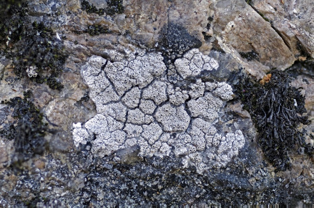 Diploschistes scruposus (Schreb.) Norman— Диплосхистес неровный