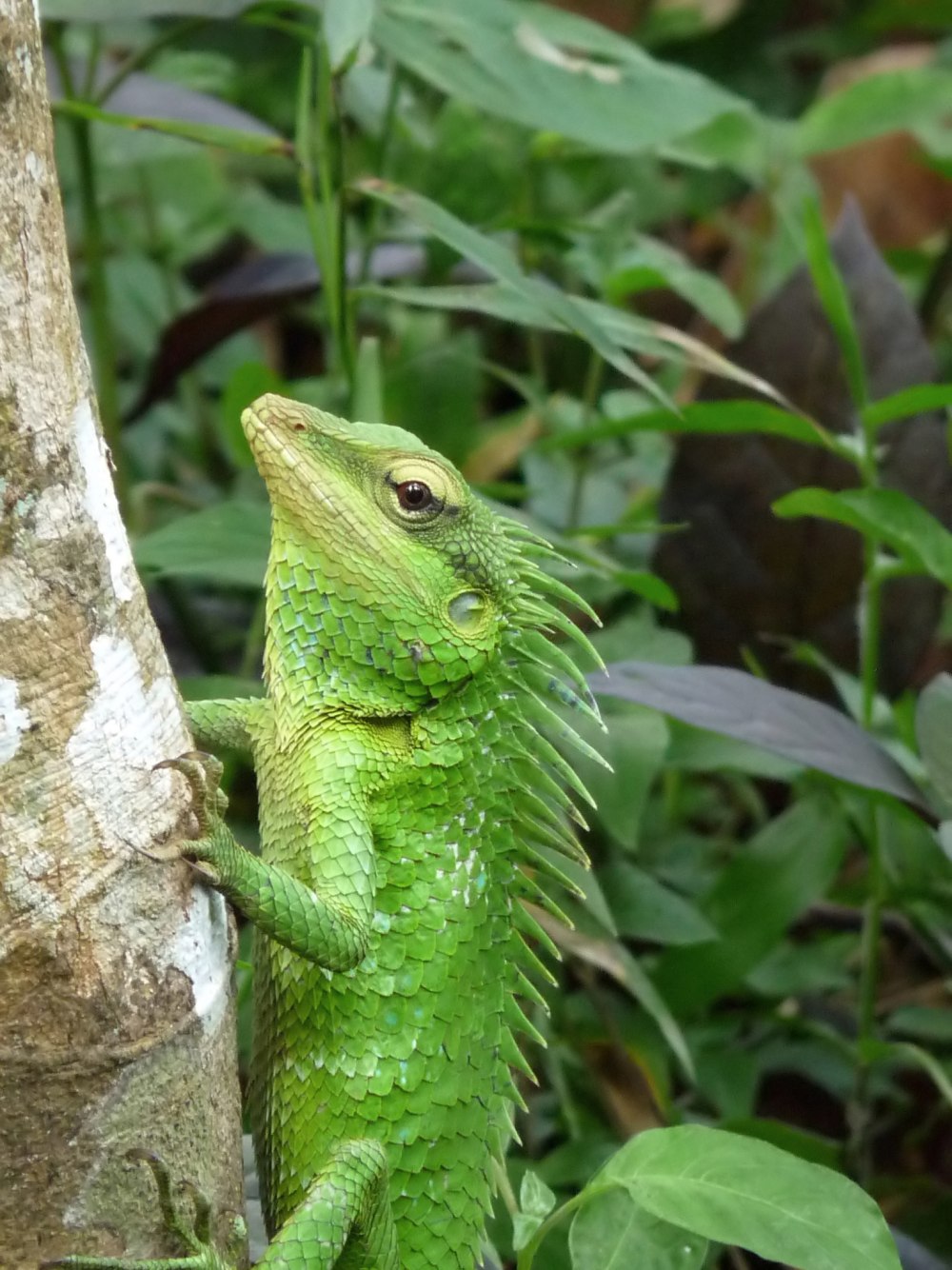 Калот Усатый (calotes mystaceus)