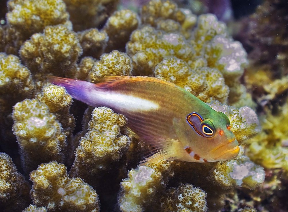 Parupeneus macronema