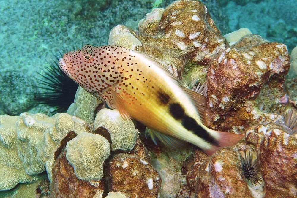 Дугоглазый Кудрепер, m /Paracirrhites arcuatus