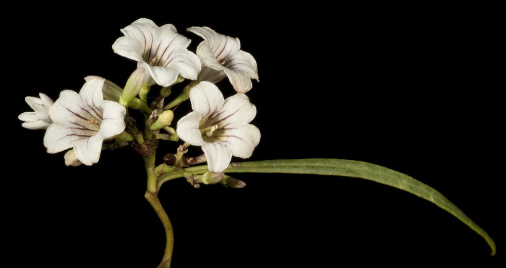 Duboisia (дубоизиа) Дубоизия Наркотическая