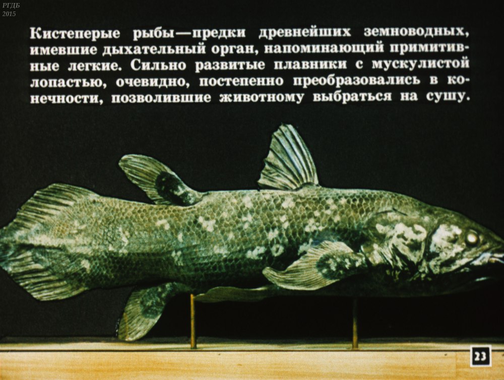 Древние предки рыб
