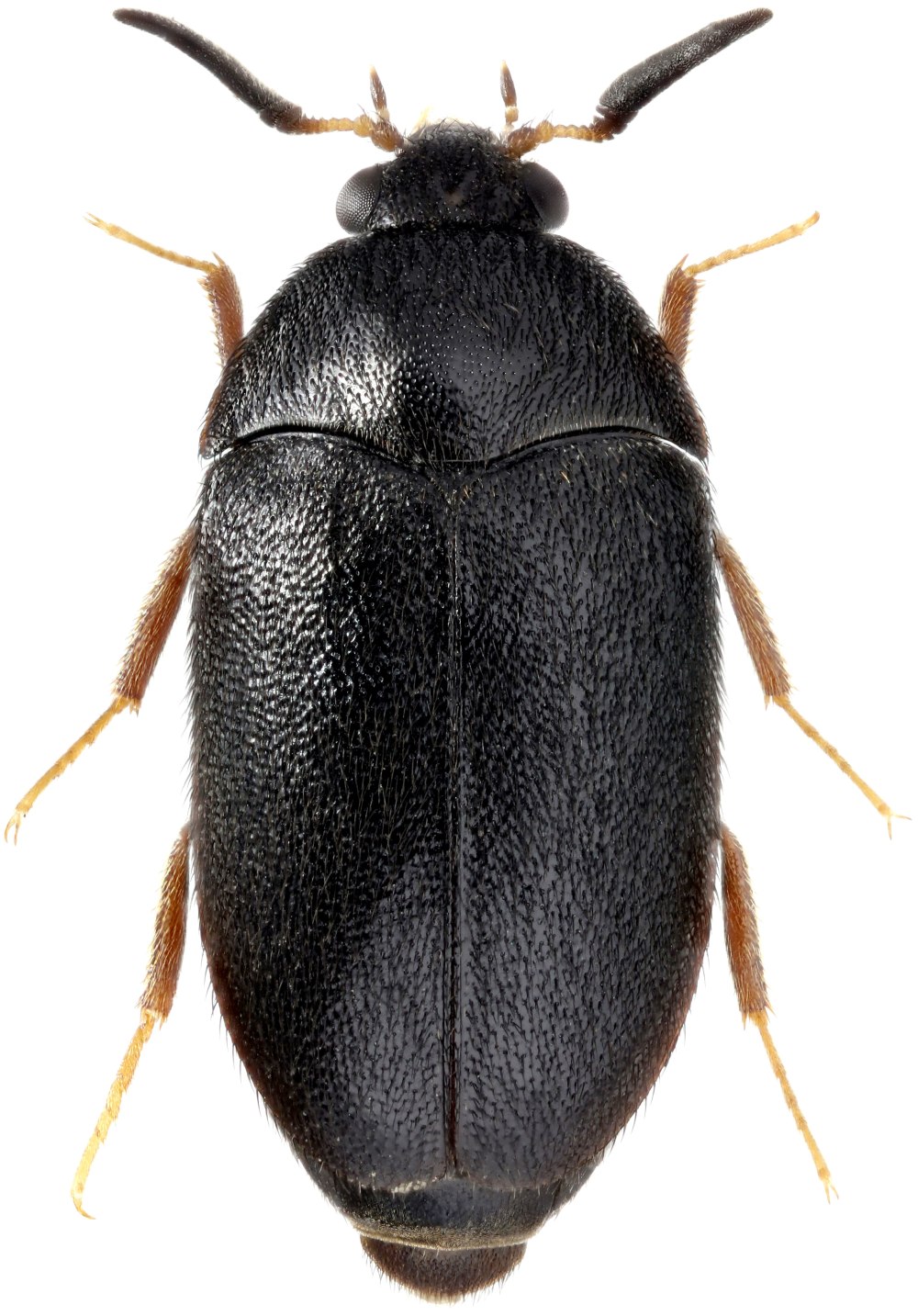 Attagenus smirnovi