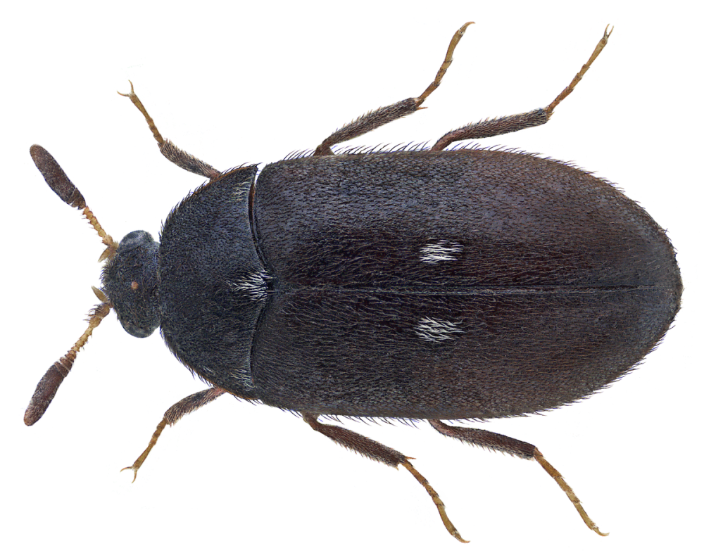 Черный Ковровый Жук Attagenus Unicolor Brahm.