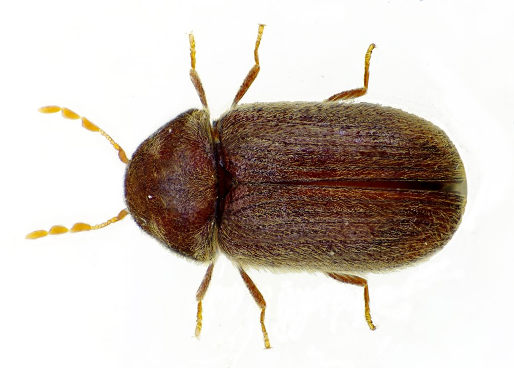 Хлебный Точильщик (Stegobium paniceum)