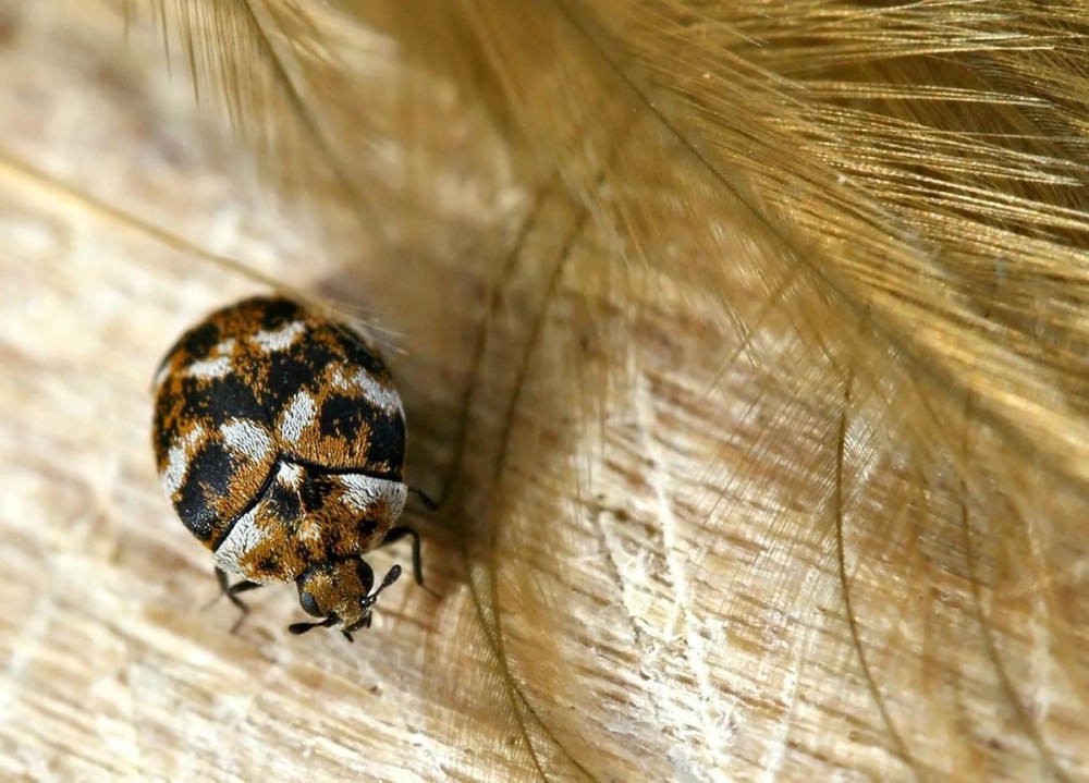 Anthrenus verbasci