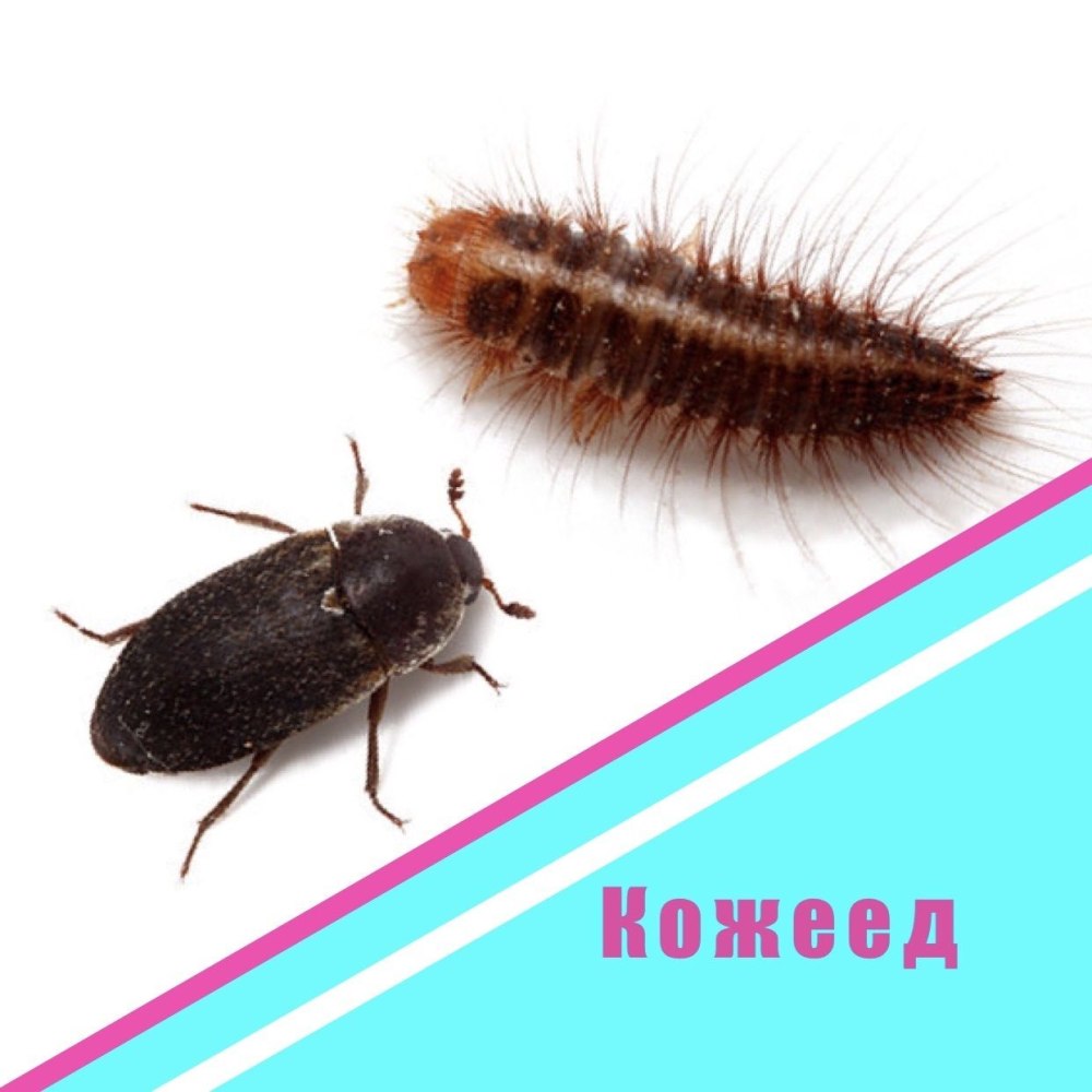 Гусеница жука кожееда