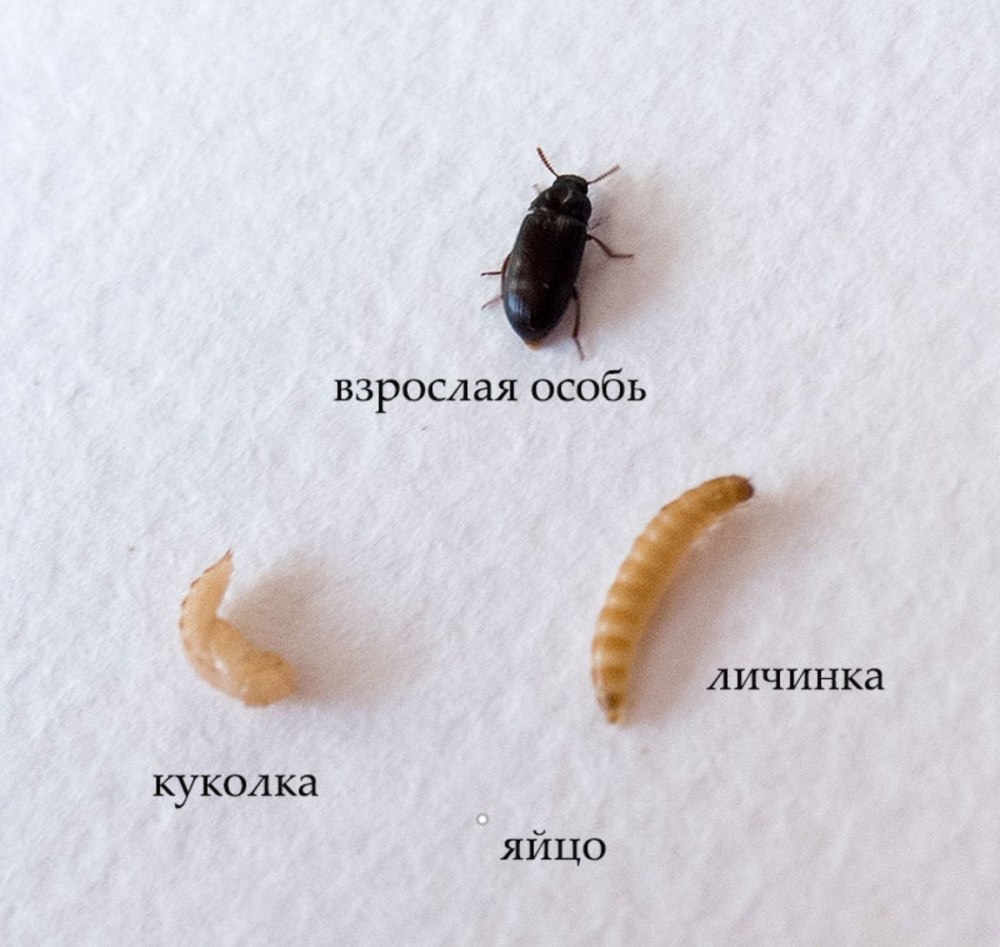 Жук Знахарь цикл развития