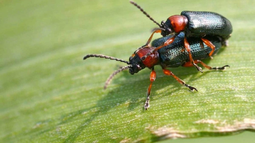 Oulema melanopus Жук