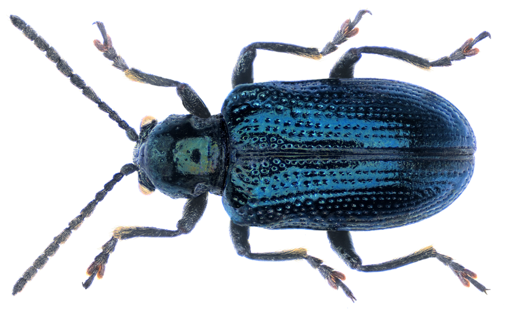 Oulema gallaeciana