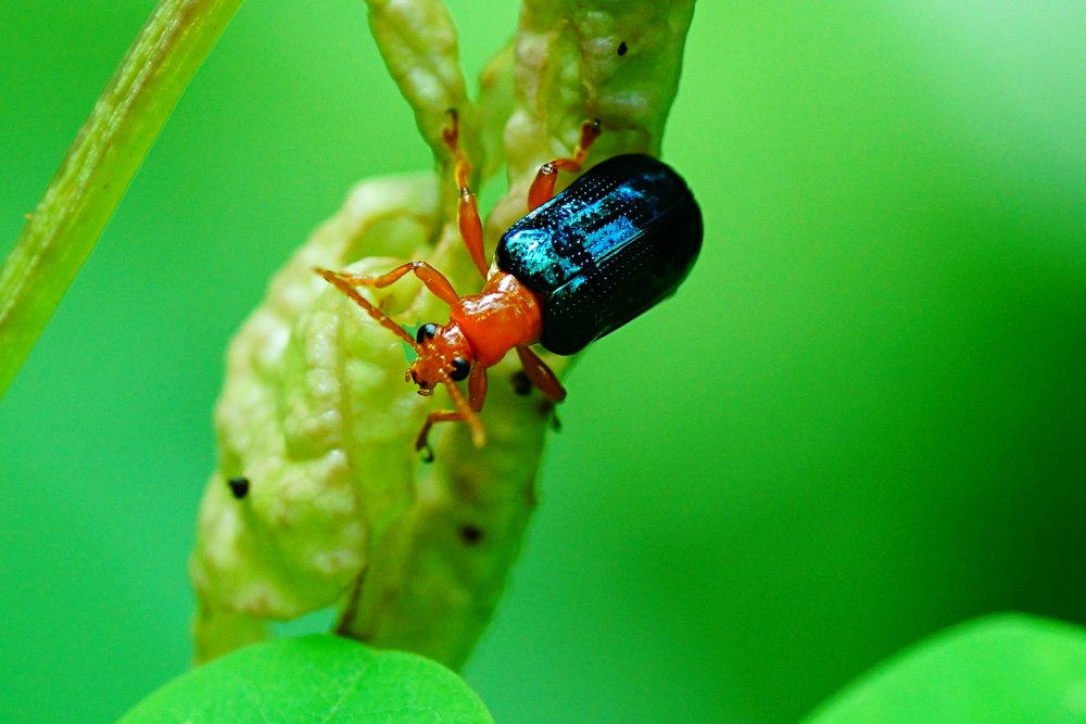 Oulema melanopus