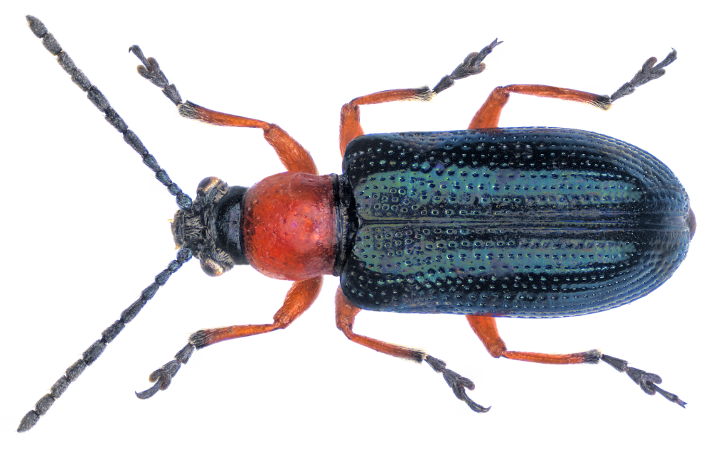 Oulema melanopus Linnaeus, 1758