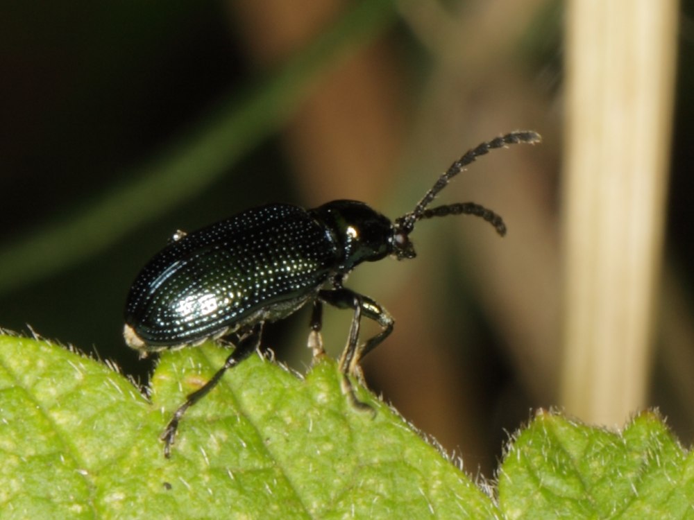 Chrysomelidae Юг