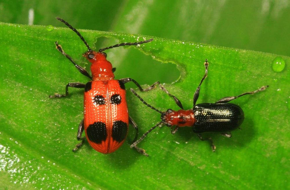 Sundablatta sexpunctata