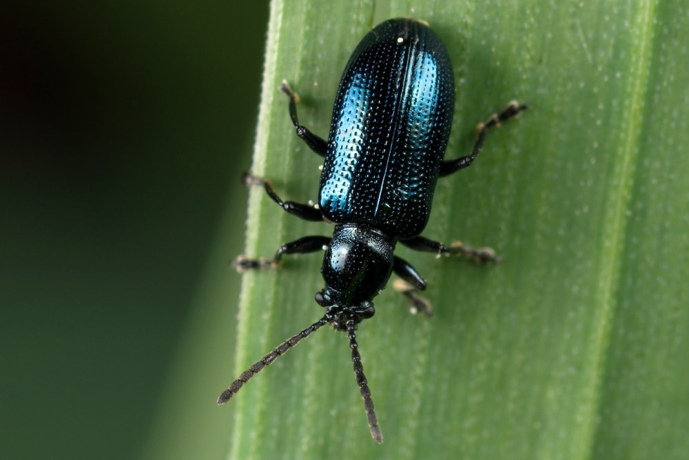 Insecta Coleoptera Chrysomelidae
