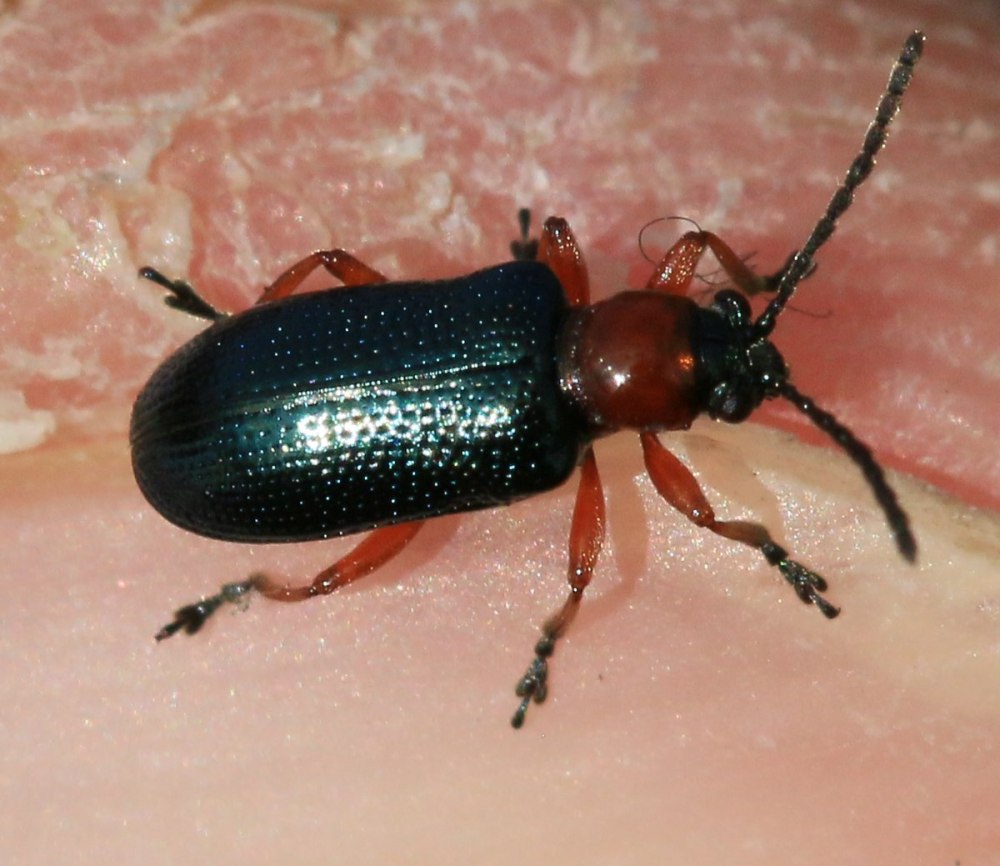 Oulema Obscura