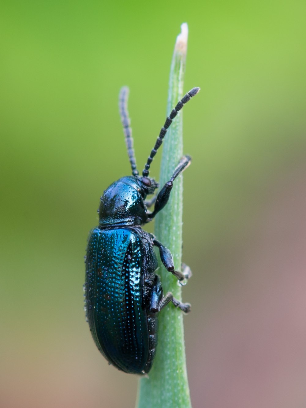 Insecta