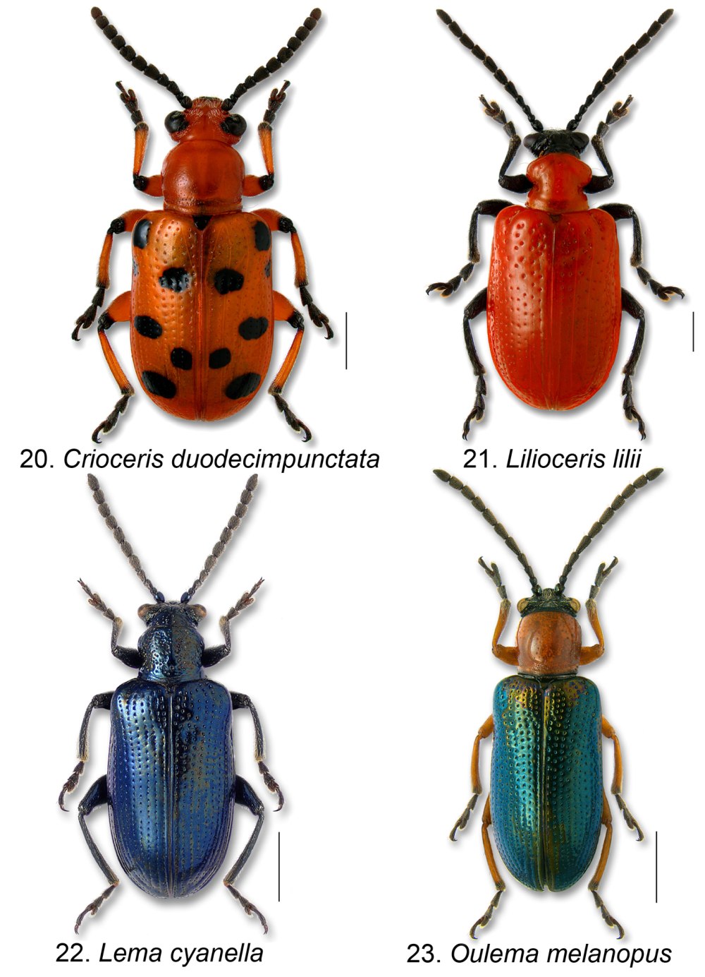 Lema melanopus (Linnaeus)