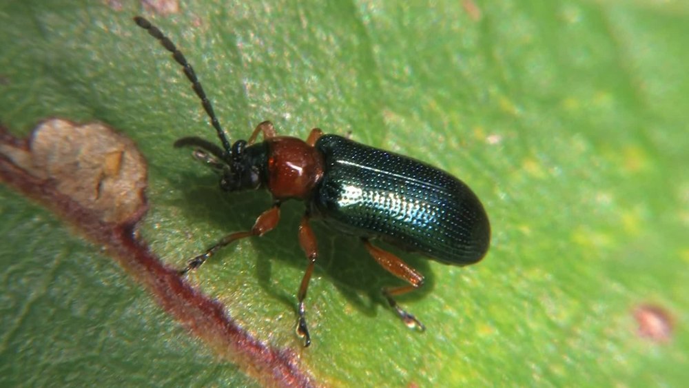 Oulema Obscura