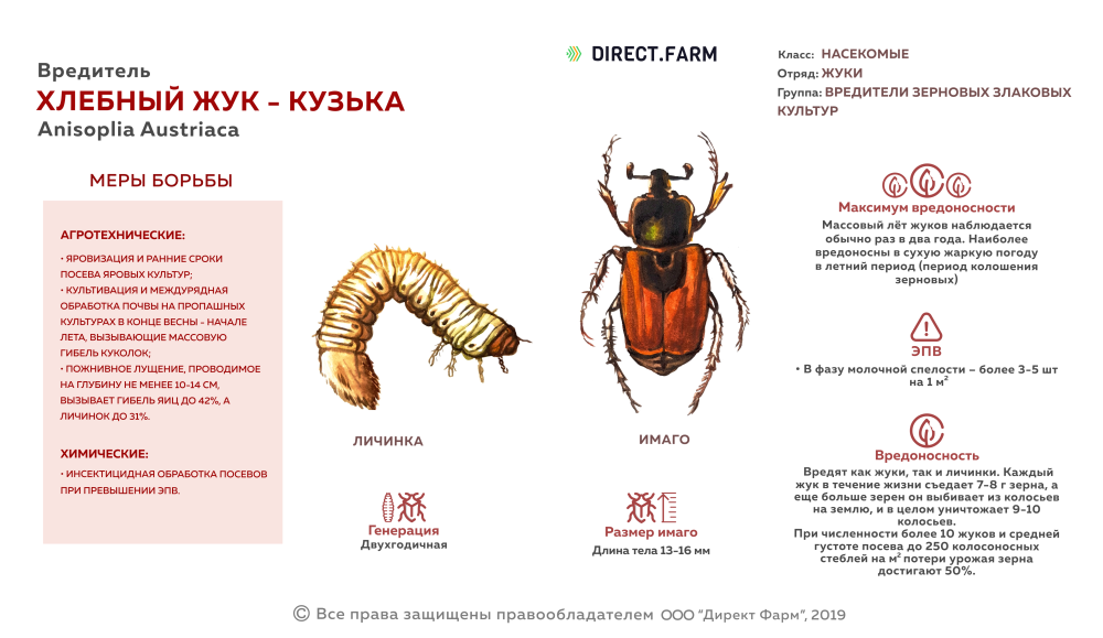 Хлебный Жук Кузька отряд