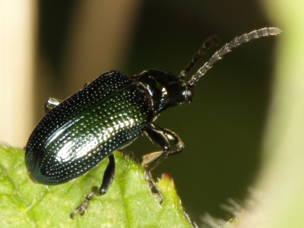 Oulema Obscura