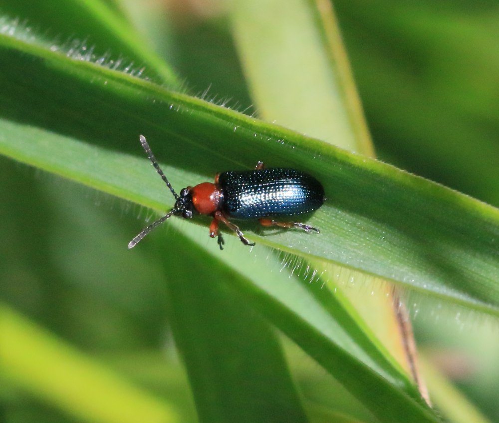 Oulema Obscura