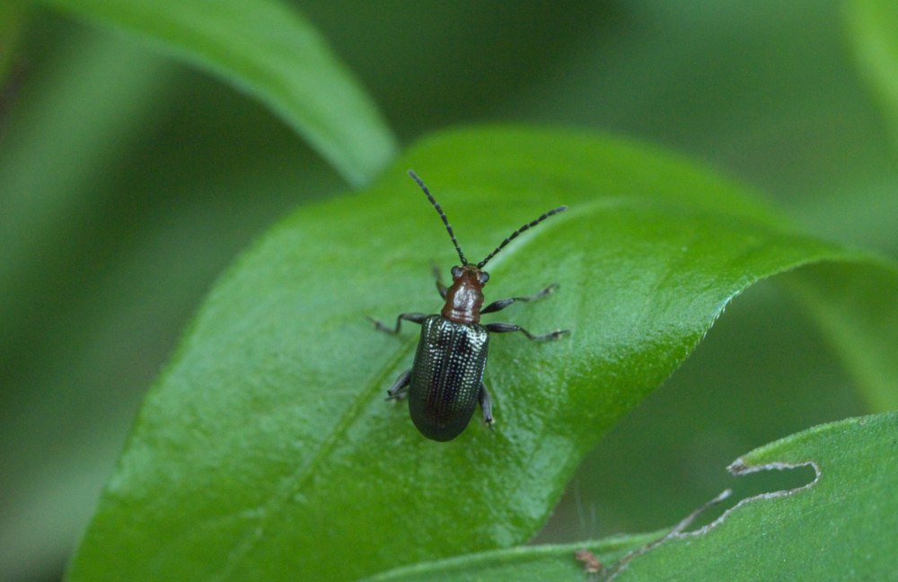 Oulema Obscura