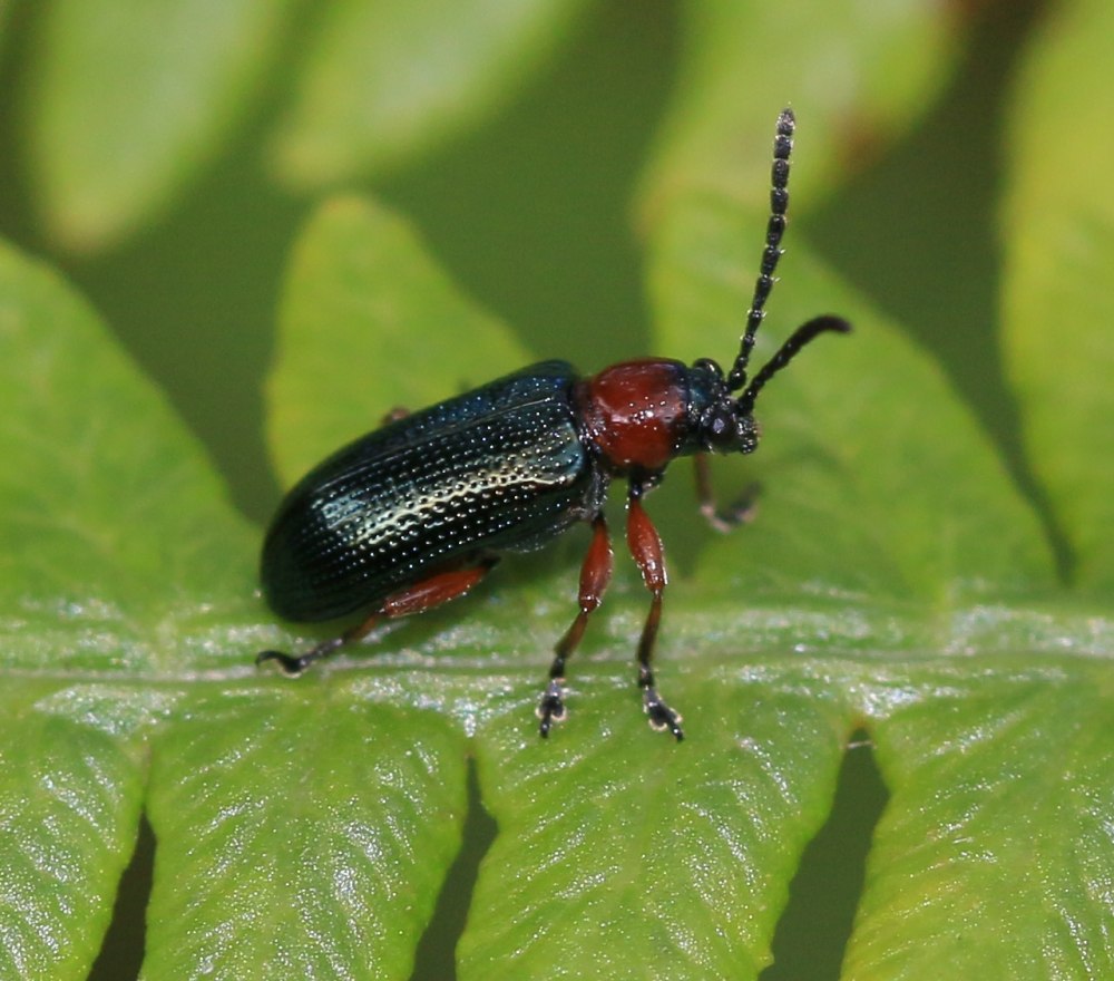 Oulema Obscura