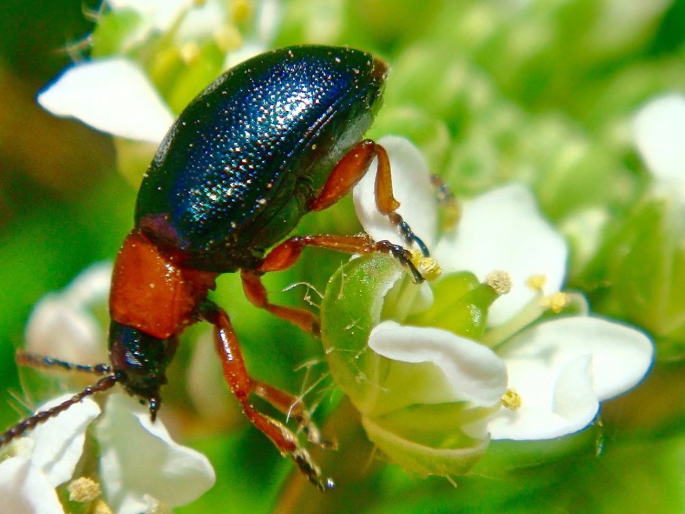 Oulema melanopus Жук