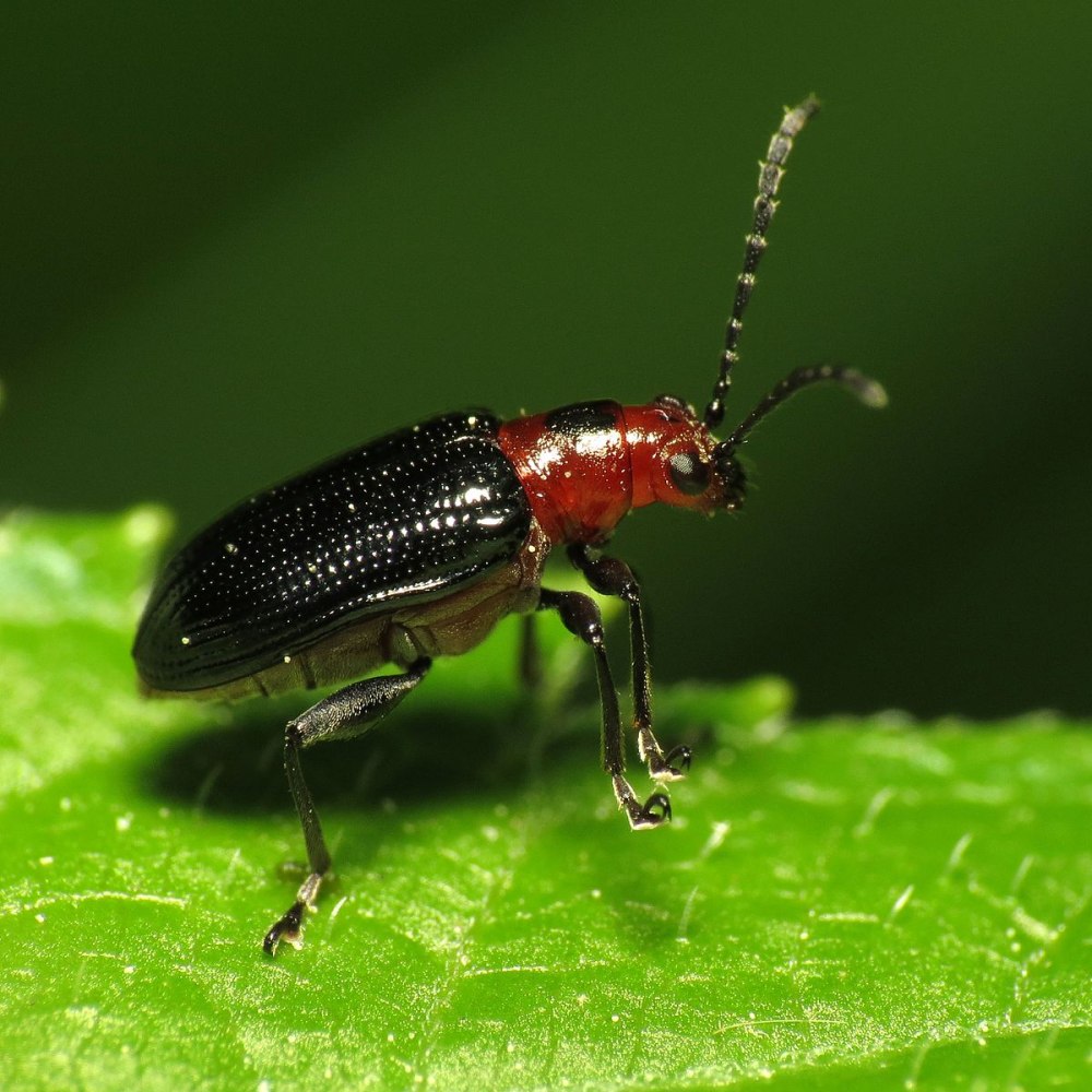Oulema Obscura