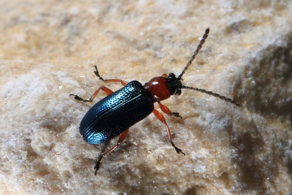 Oulema Obscura