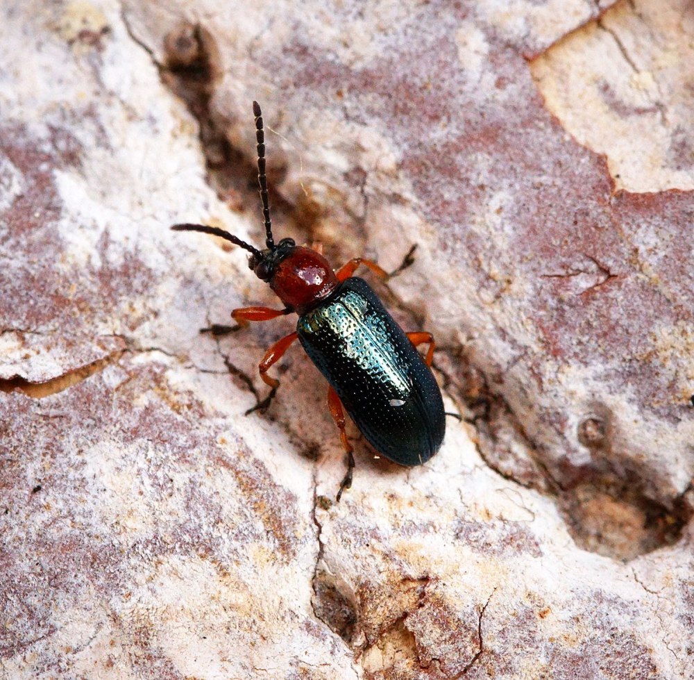 Oulema Obscura