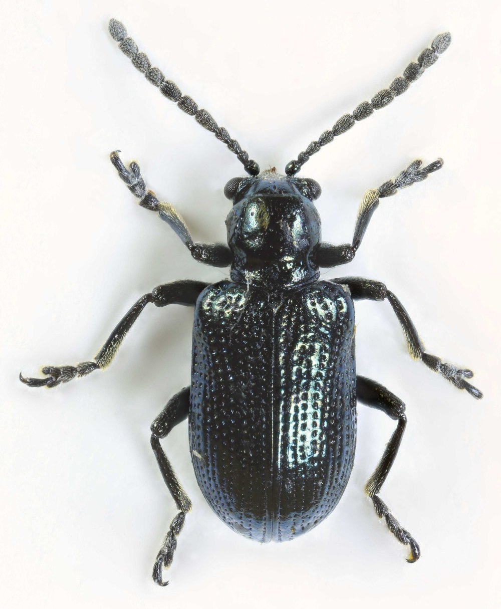 Oulema Obscura