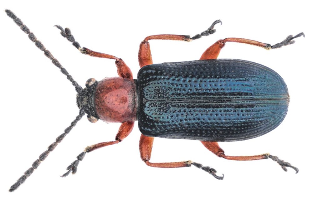 Oulema melanopus Linnaeus, 1758