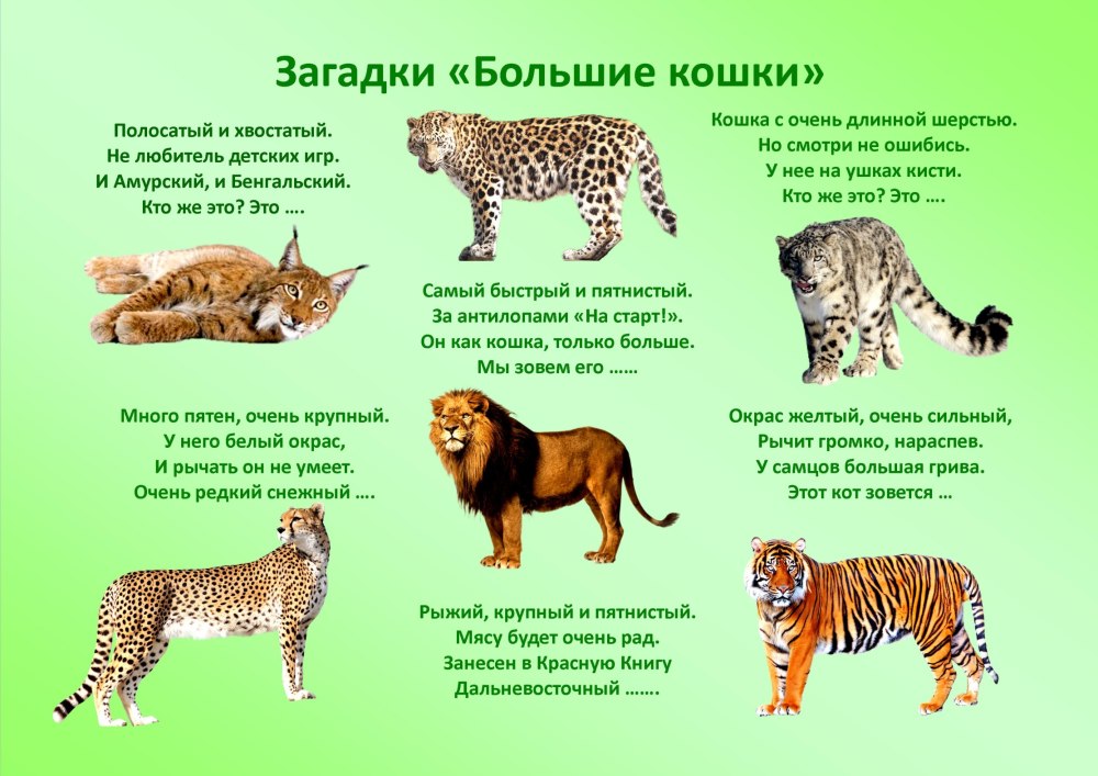 Хищные кошки список
