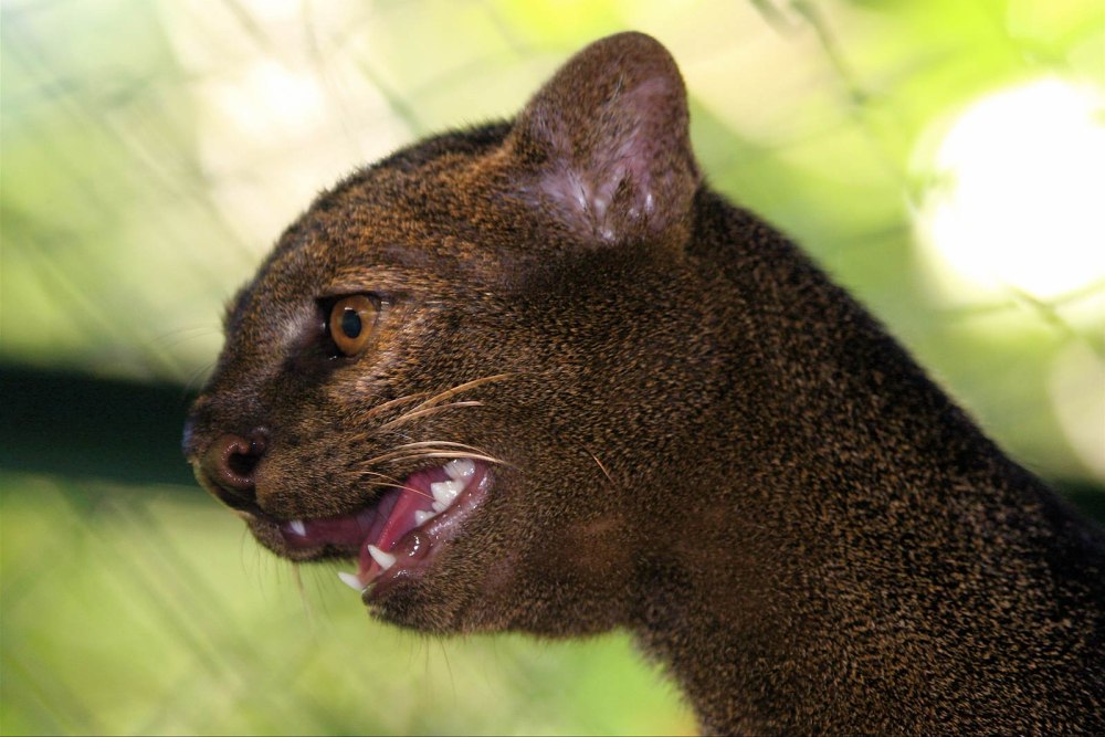 Ягуарунди кошка
