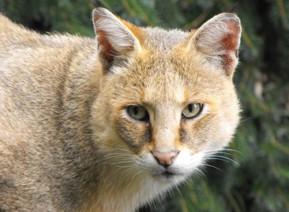Кавказский камышовый кот