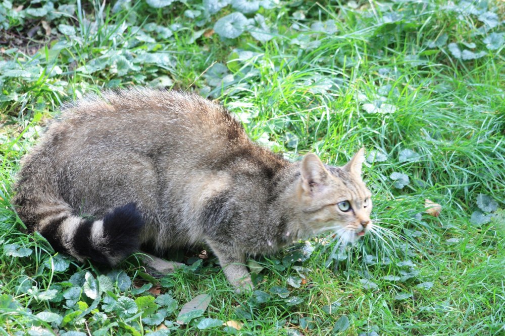 Felis Silvestris catus