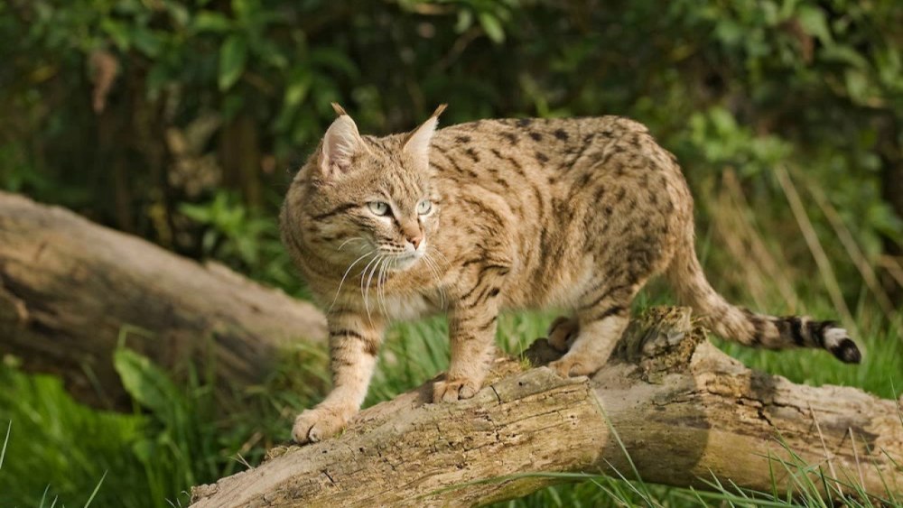 Степной кот Felis Silvestris lybica