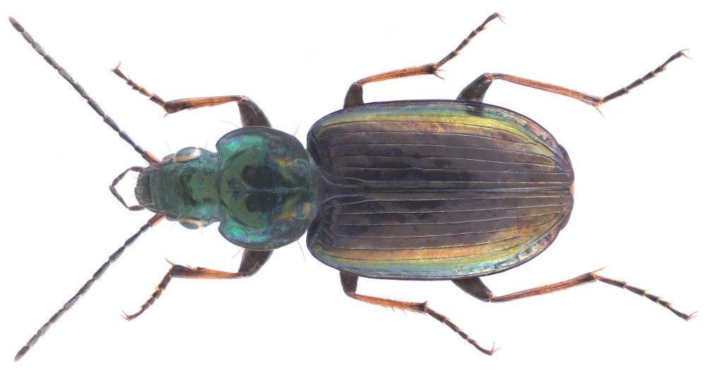 Agonum muelleri