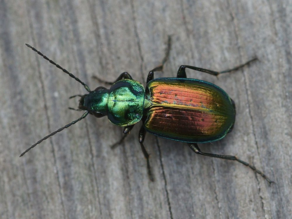 Agonum ericeti