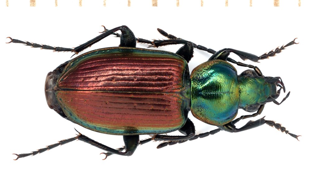 Hadrobregmus Pertinax (Linnaeus, 1758)*