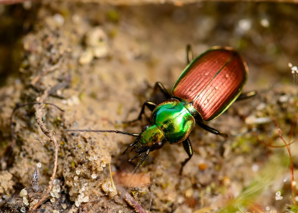 Быстряк шеститочечный Agonum sexpunctatum
