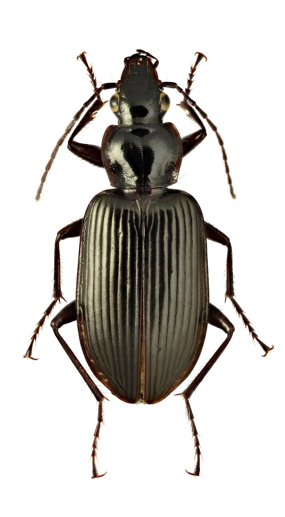Platynus