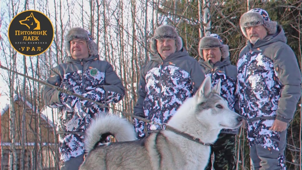 Якименко питомник лаек