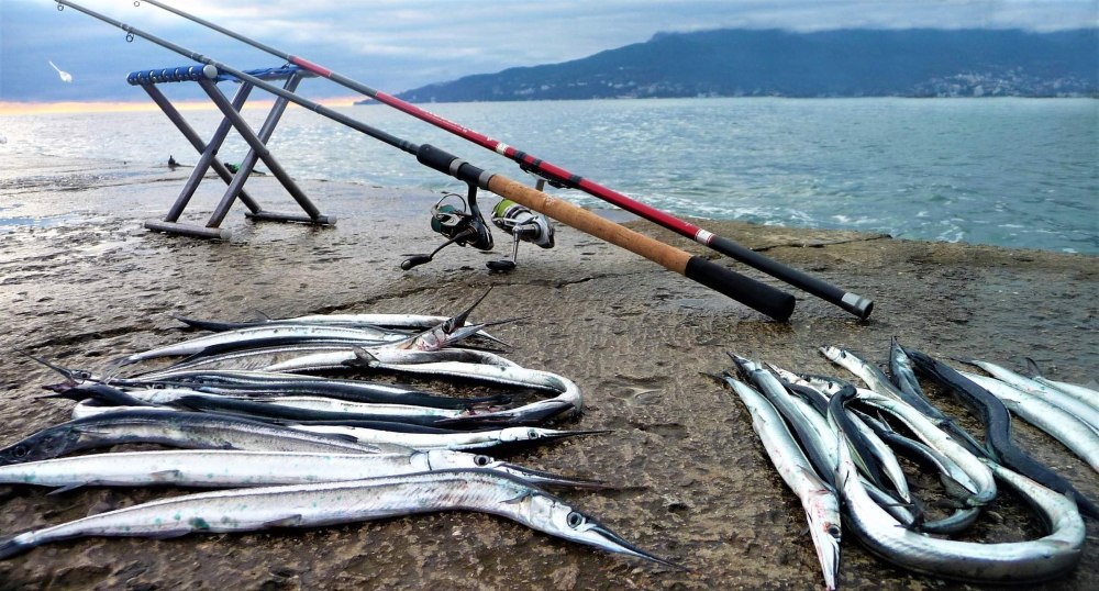 Сарган рыба в Балтийском море